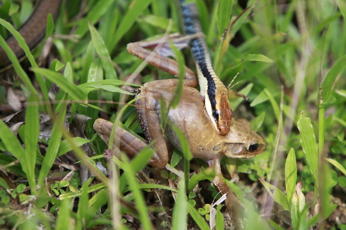 Schlange fängt Frosch in Laos