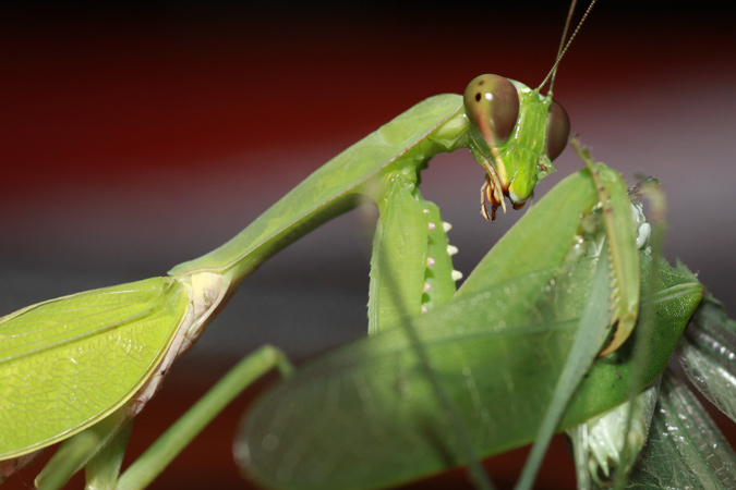 Gottesanbeterin in Laos